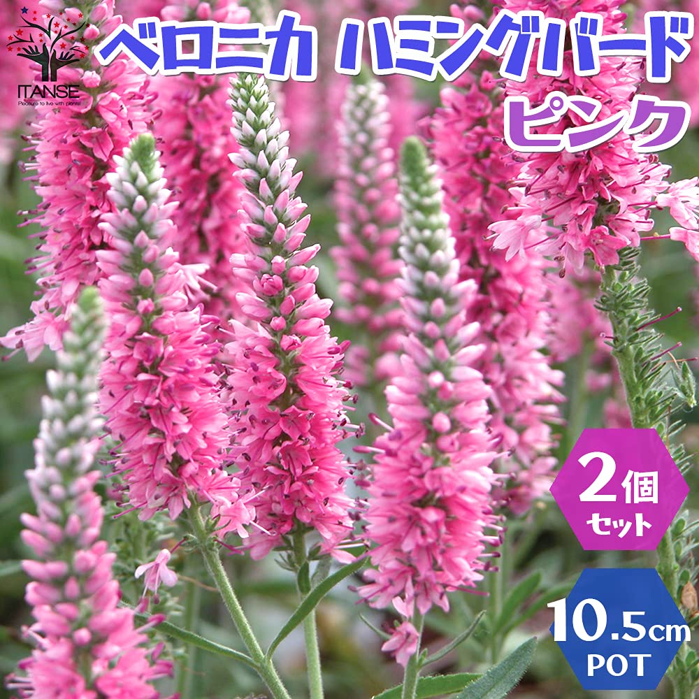 61 ＊暑さ寒さに強い宿根草ベロニカ（ハミングバード）ピンク 花終わり